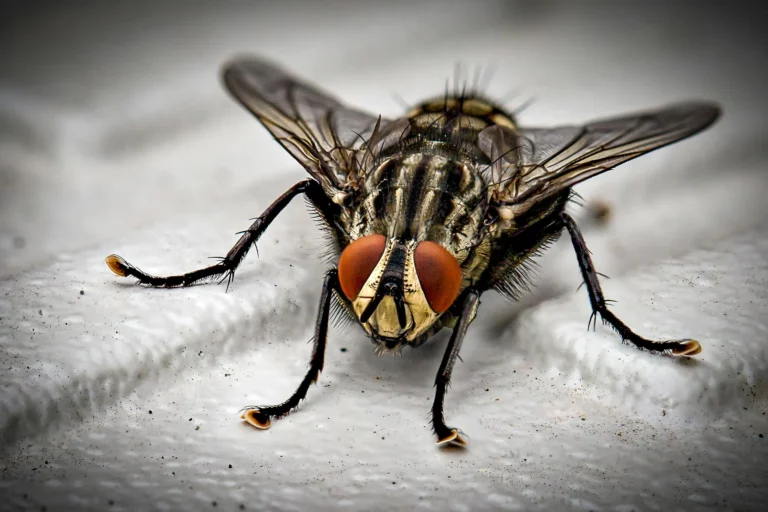 mouche