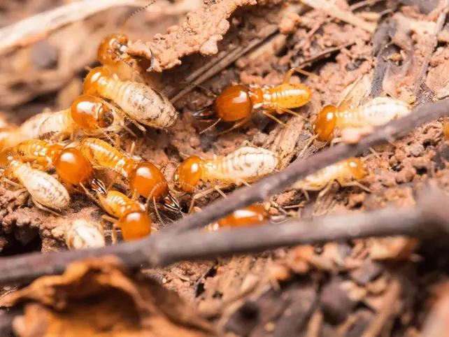 termites