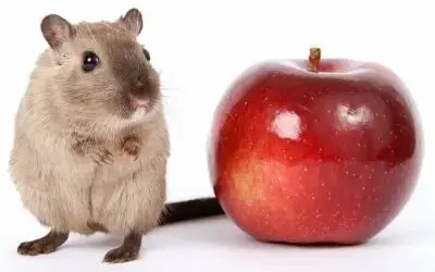 espèces de rongeurs nuisibles