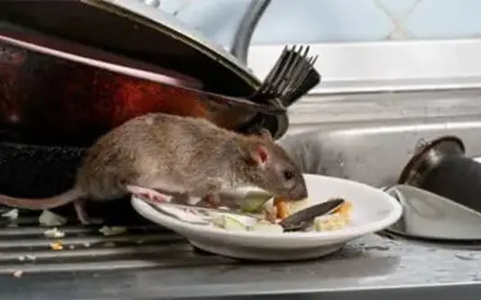 risques sanitaires rats